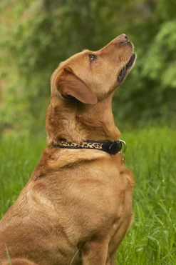 Holland Cooper Dog Collars>HC Classic Dog Collar