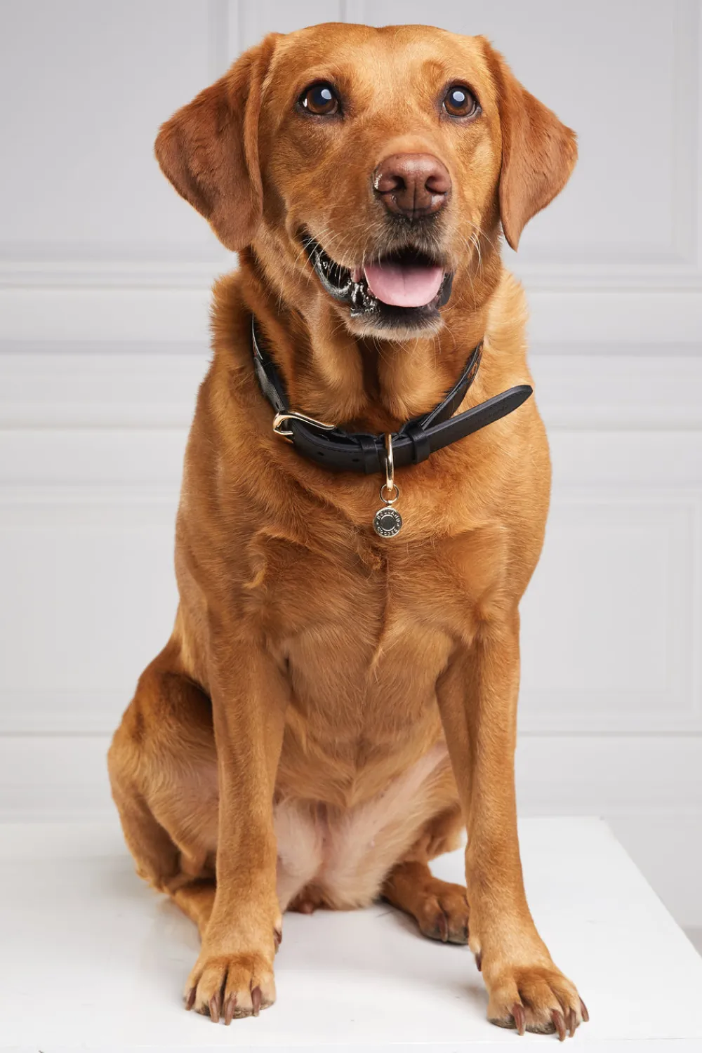 Holland Cooper Dog Collars>HC Classic Dog Collar