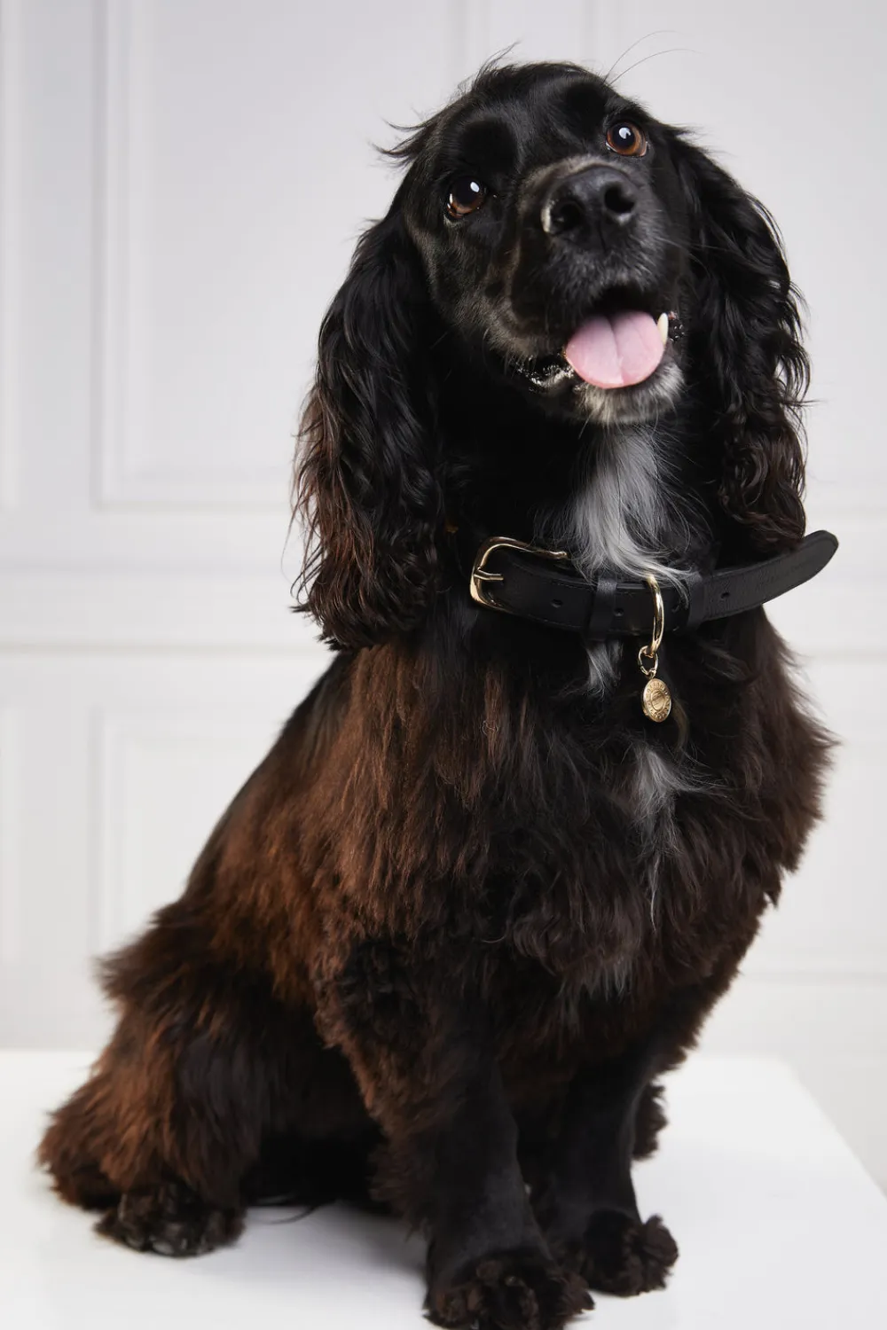Holland Cooper Dog Collars>HC Classic Dog Collar