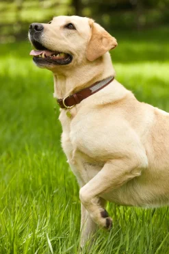 Holland Cooper Dog Collars>HC Classic Dog Collar