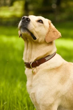Holland Cooper Dog Collars><noscript><img width=