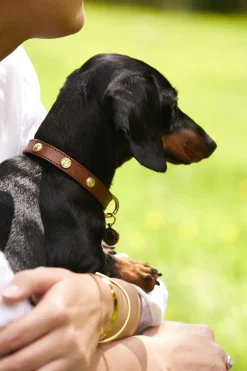 Holland Cooper Dog Collars>HC Studded Dog Collar