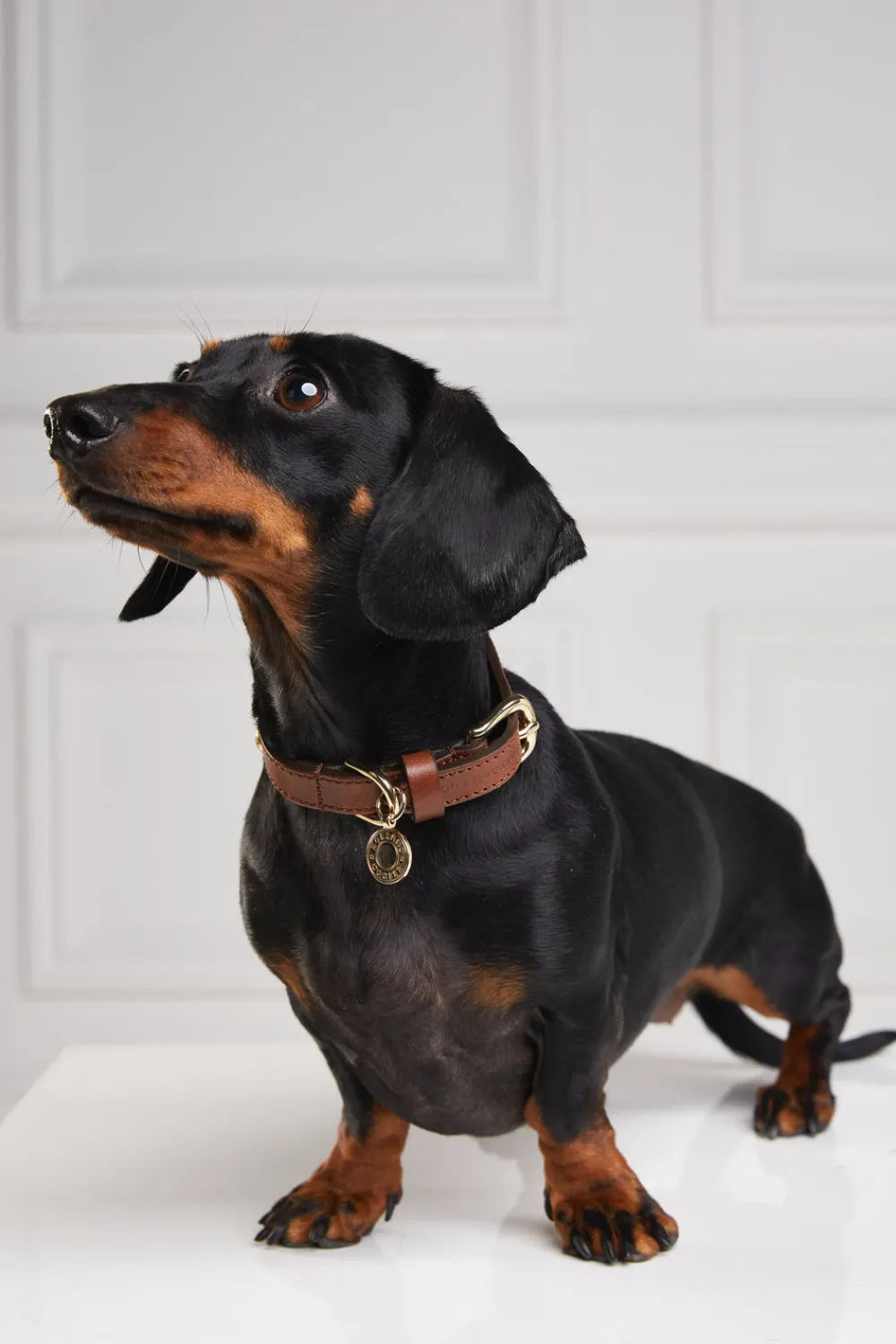 Holland Cooper Dog Collars>HC Studded Dog Collar
