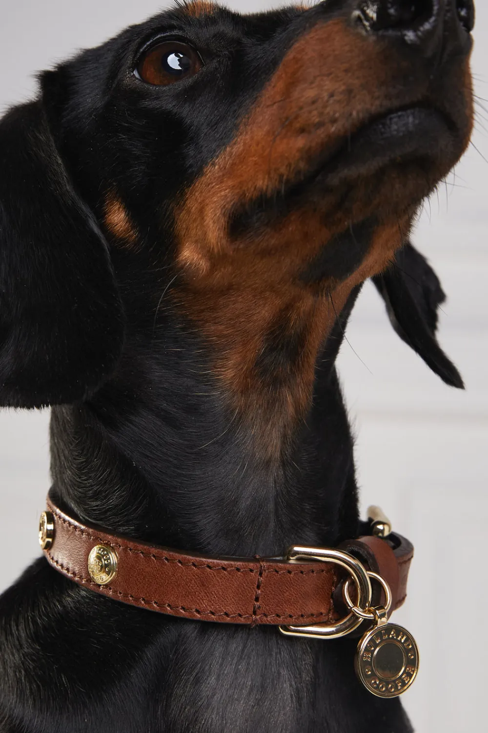 Holland Cooper Dog Collars>HC Studded Dog Collar