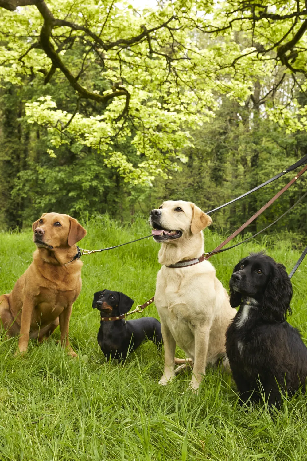 Holland Cooper Dog Collars>HC Studded Dog Collar